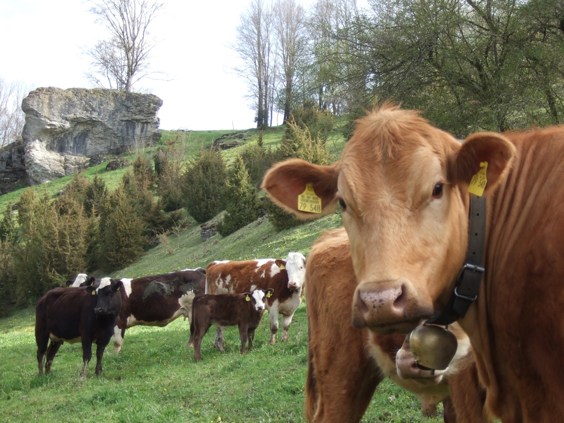 Landwirtschaft Rinder 02