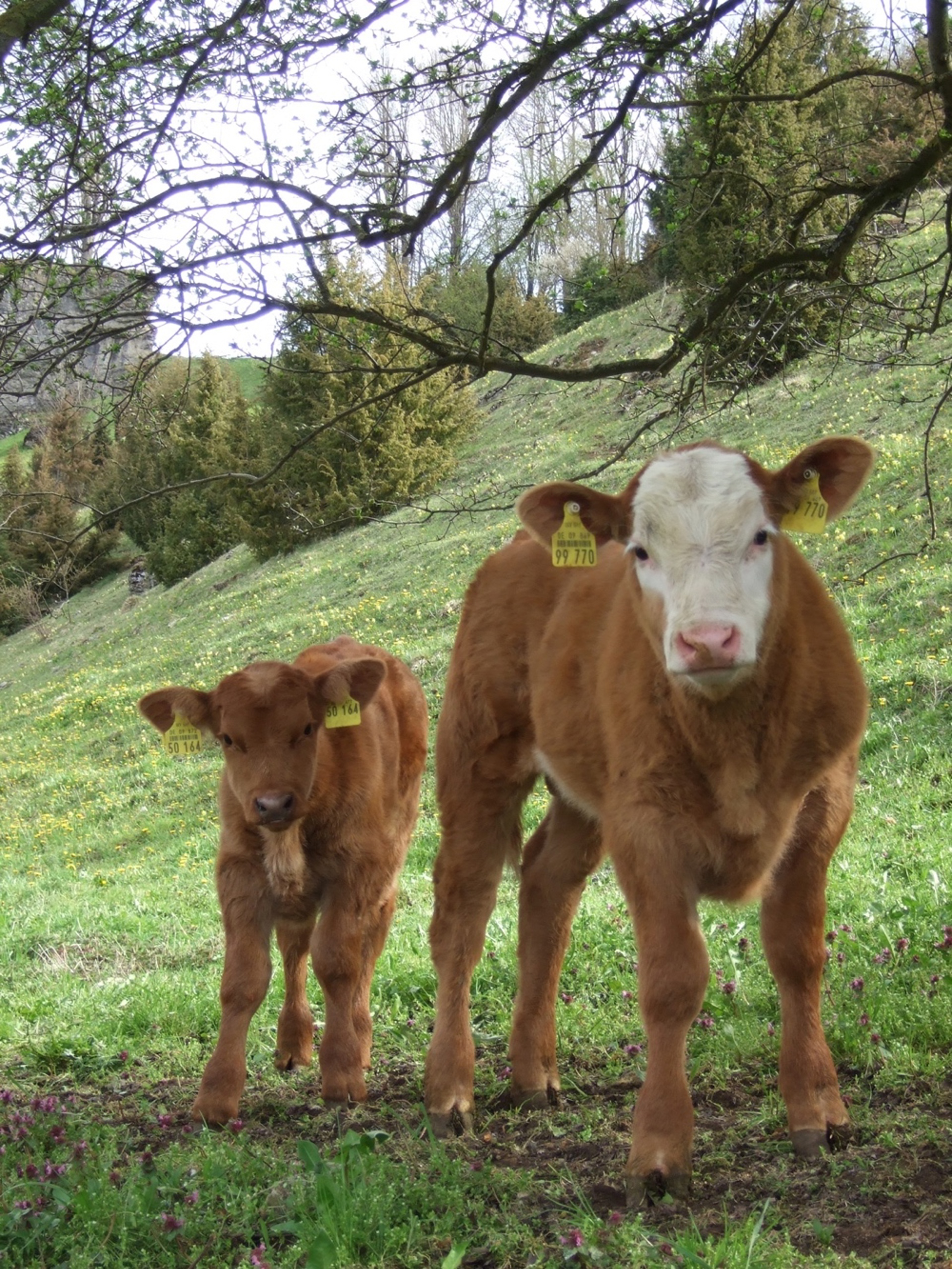 Landwirtschaft Rinder 01